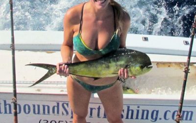 Dolphin fishing in Calm Seas