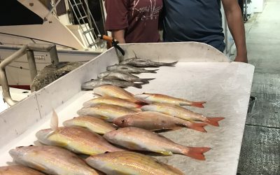Fishing in the Calm waters of the Gulf