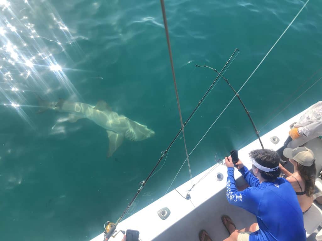 Big Lemon Shark Caught and Released in the Gulf Of Mexico on Charter Boat Southbound