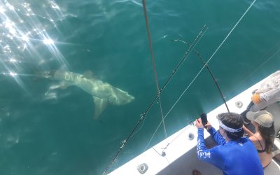 Big Lemon shark Caught and Released