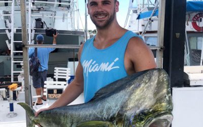 Big Bull Dolphin
