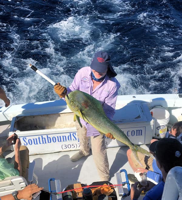 Big dophin caught in Key West on charter sportfishing trip in Key West