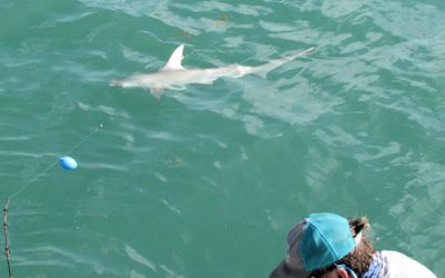 Shark Fishing in Calm Water
