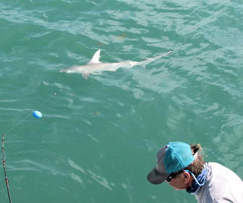 Scalloped Hammerhead shark caught fishingi in calm waters off Key West Florida