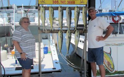 More Mahi-Mahi