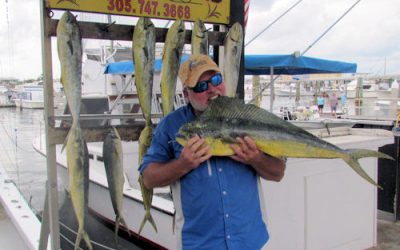 Dolphin still biting