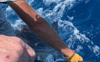 Trolling and live baiting for sailfishing