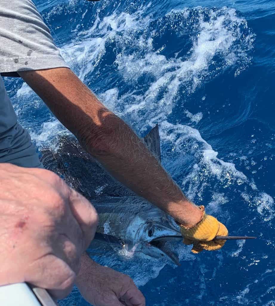 Sailfish being released along side the Southbound off Key West, Floirda