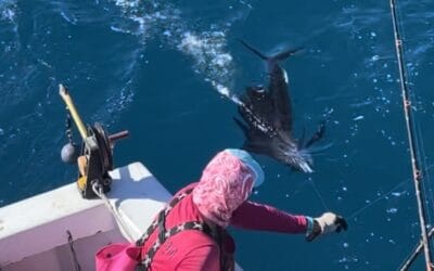 Sailfish on the Reef!