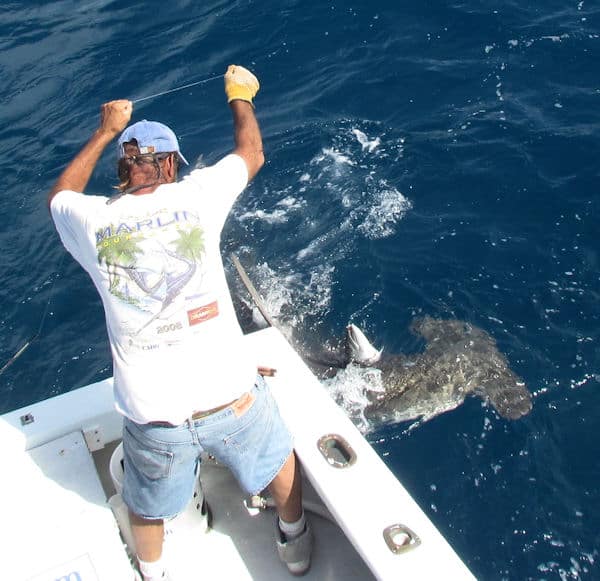 Big Hammerhead Shark ate our last barracuda while fishing in Key West florida