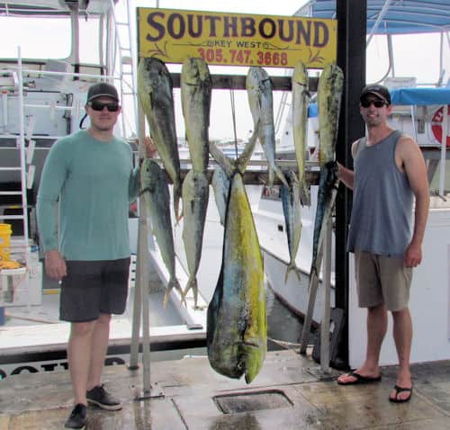 Nice catch of Dolphin on the Southbound from Charter Boat Row in Key West, Florida