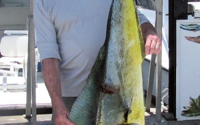 A few good fish around