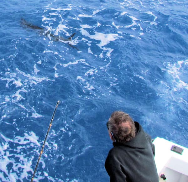 Sailfish swimming away after being released from Southbound Sportfishing