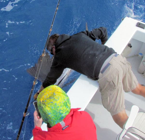 1st Mate Ben releases a sailfish at boat side in Key West Florida