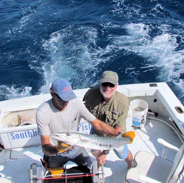 Barracuda caught and released in Key West fishing on charter boat Southbound