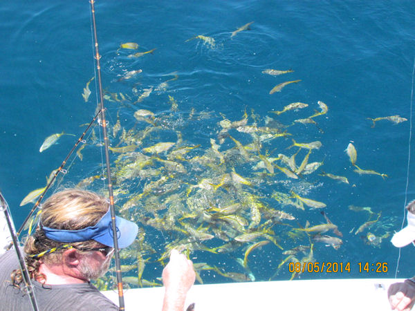 Yellow Tail Snappers behind the Southbound while in Key West fishing the reef