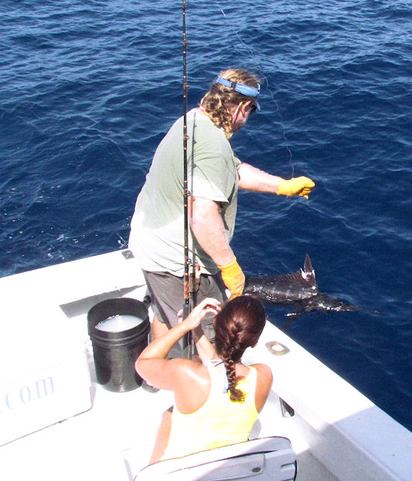 Mate John leaders a Blue Marlin in Key West fishing on charter boat Southbound