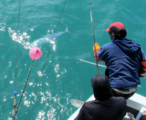 Kingfish caught in Key West fishing on Key West Charter Boat Southbound