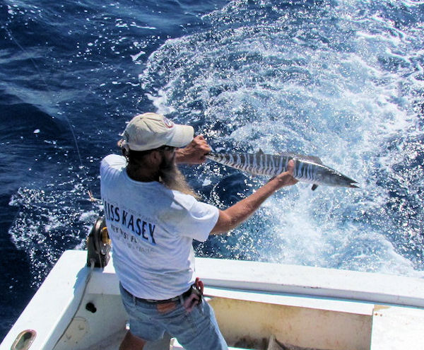 Small Wahoo released on charter boat Southbound in Key West Florida