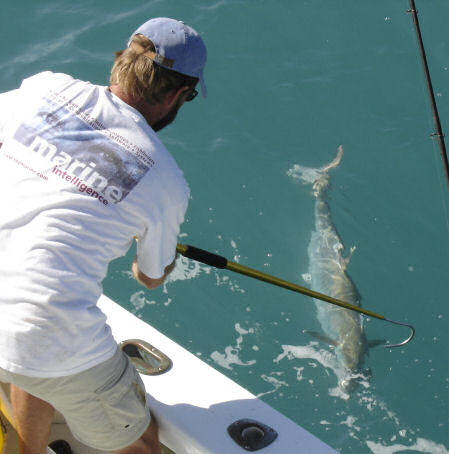 Pictures of Fish Caught aboard while Fishing Key West Charter Boat Southbound