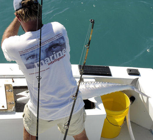 Pictures of Fish Caught aboard while Fishing Key West Charter Boat Southbound