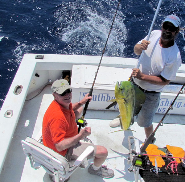 Nice Dolphin caught in Key West fishing on charter boat Southbound