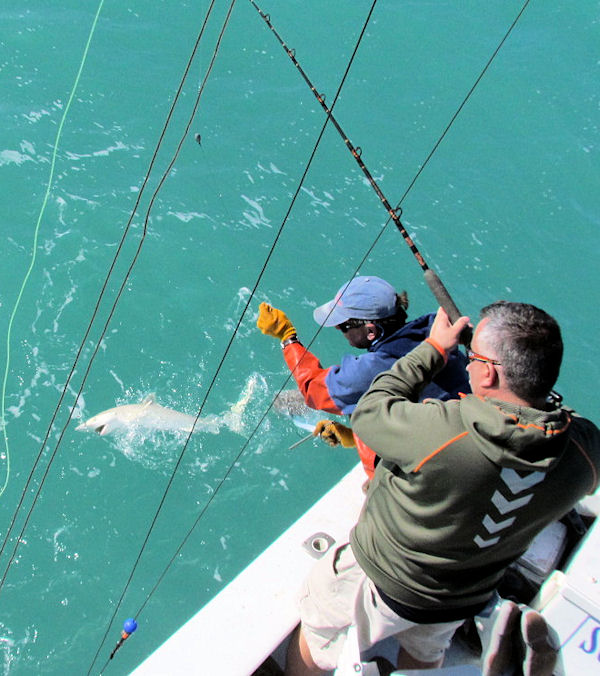Shark caught and released in Key West fishing on charter boat Southbound