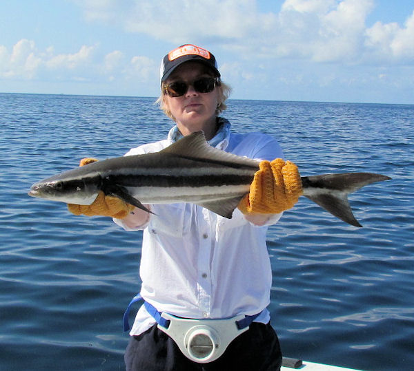 Small Cobia Caught and Released in Key West fishing on charter boat Southbound