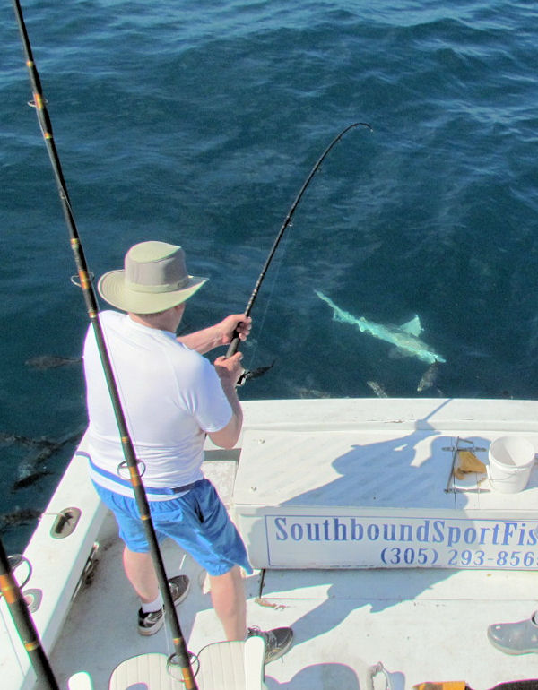 Blacktip Shark caught and released in Key West fishing on charter boat Southbound
