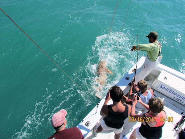 Shark caught and released in Key West fishing on charter boat Southbound