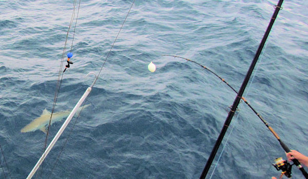 shark being caught in Key West fishing on charter boat Southbound