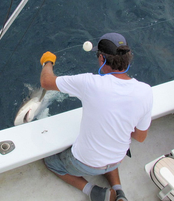 Shark caught and released in Key West fishing on charter boat Southbound