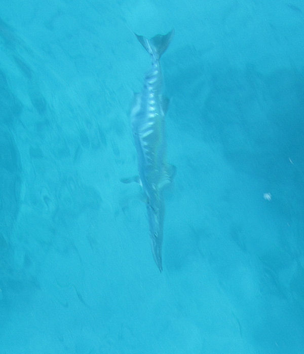 Barracuda on the line in Key West fishing on charter boat Southbound
