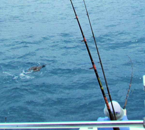 Sailfish caught and released in Key West fishing on Key West charterboat Southbound