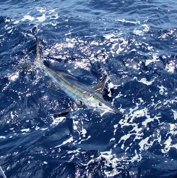 White Marlin caught in Key West fishing on Charter Boat Southbound