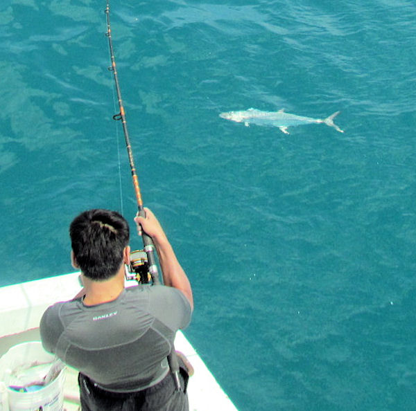 King Mackerel caught in Key West fishing on charter boat Southbound