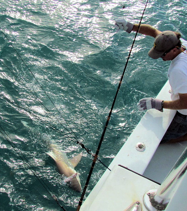 Black Tip Shark caught and released on charterboat Southbound while fishing Key West