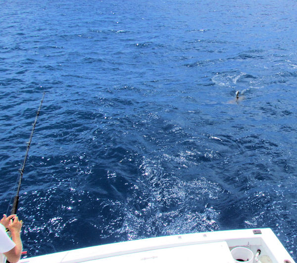 Hammer head charging the bait on charter boat Southbound