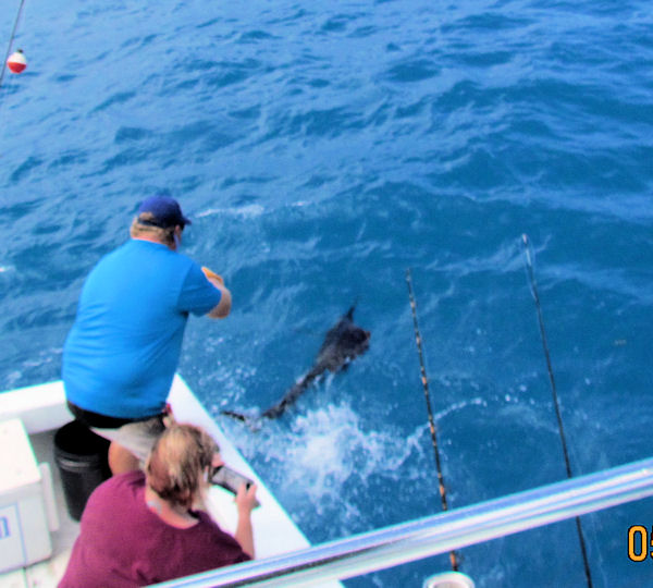 Sailfish Sailfish caught and released in Key West fishing on Key West charterboat Southbound