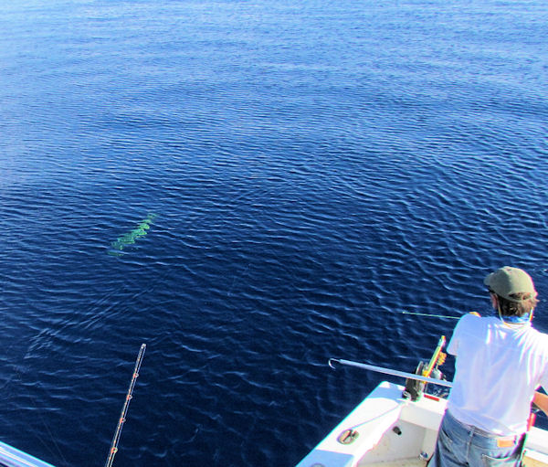 Big Dolphin about to be Gaffed while in Key West fishing on the Southbound