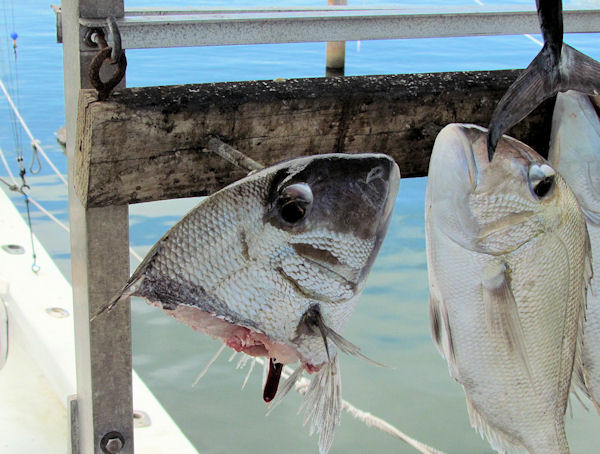 A little barracuda trouble with a big porgys caugth ine Key West fishing on charter boat Southbound