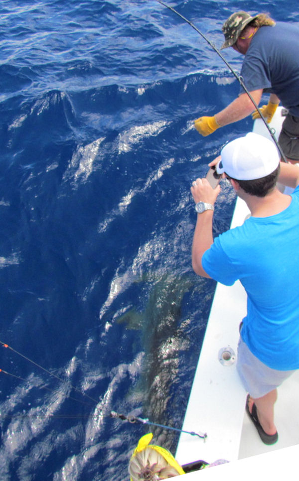 10 ft Hammer Head Shark caught and released on charterboat Southbound while fishing Key West