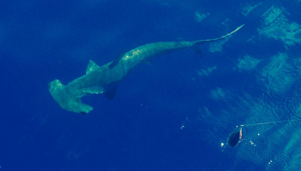 8 ft Hammerhead Shark released while fishing Key West on Charter Boat Southbound