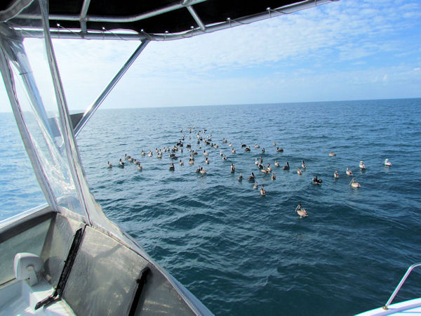 Pelicans hoping for a handout