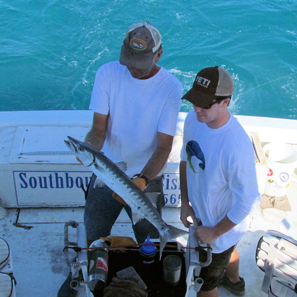 Barracuda caught and released in Key West fishing on charter boat Southbound