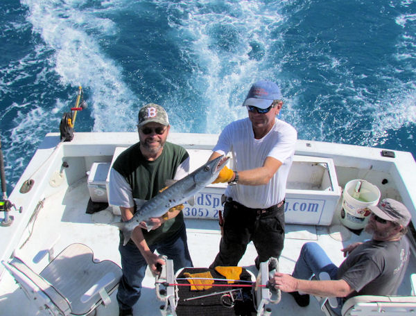 Barracuda Caught and Released in Key West fishing on charter boat Southbound