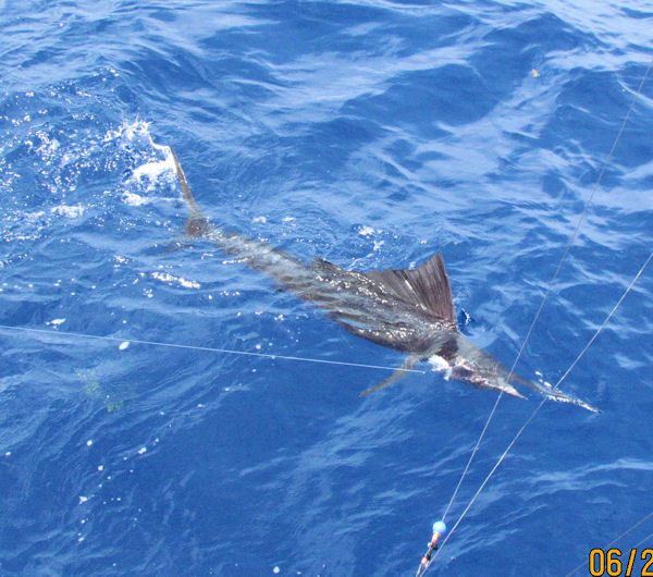Sailfish next to the boat in Key West fishing on charter boat Southbound