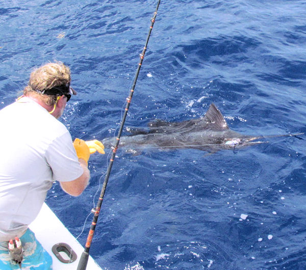 Sailfish caught and released in Key West on charter boat Southbound