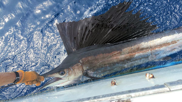 Sailfish caught and released in Key West fishing on charter boat Southbound