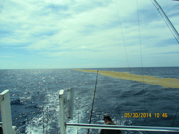 Huge line of Sargasso weed stretching as far as you can see behind us